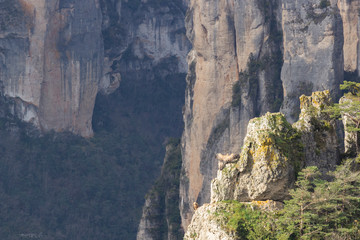 Vautours au soleil sur une falaise 