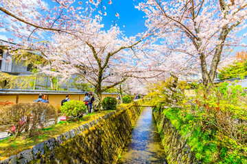 京都・哲学の道
