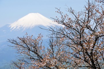 富士山とマメザクラ