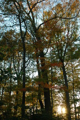 settingsunonfalltall