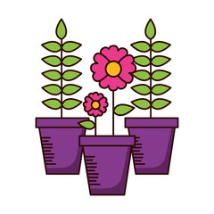 potted flower decoration