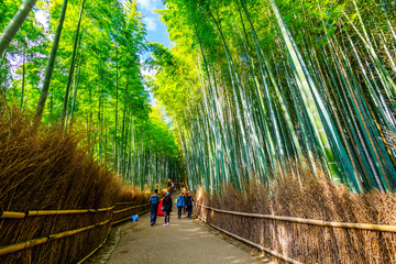 京都・嵐山の竹林