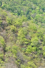 丹沢山地 新緑の山肌