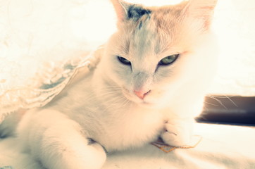 猫