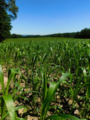 Looking out at a corn field under clear skies