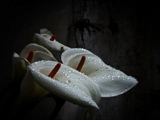 Calas con gotas