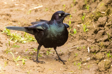 Iridescent Male Brewer's Blackbird Displays for Mate