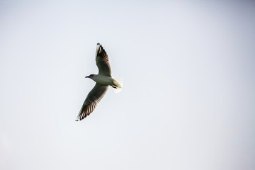 flying seagull