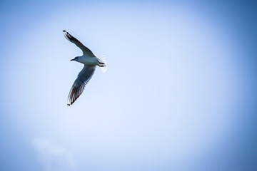 flying seagull