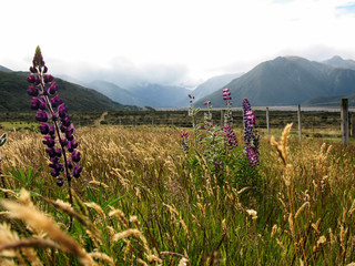 Purple lupines in a field with southern Alps in the background