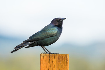 Iridescent Male Brewer's Blackbird Surveys His Territory From a Post