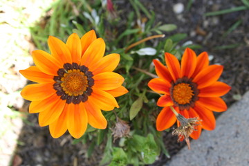 FLOR AMARILLA Y NARANJA FONDO VERDE 