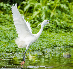 Little Egret Takes Off in Taipei Park