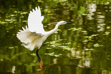 Little Egret Touches Down in Taipei Park