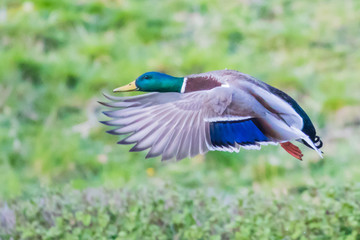 Obraz premium A Mallard in Flight Past A Vibrant Green Field