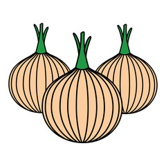 onions vegetable fresh