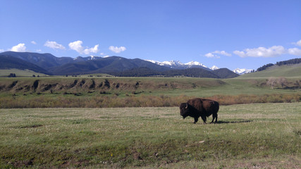 American bison (buffalo) standing in a pasture in foreground. Montana mountains and blue sky in background.
