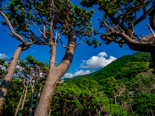 【静岡県伊豆半島ジオパーク】夏の西伊豆黄金崎【松林】