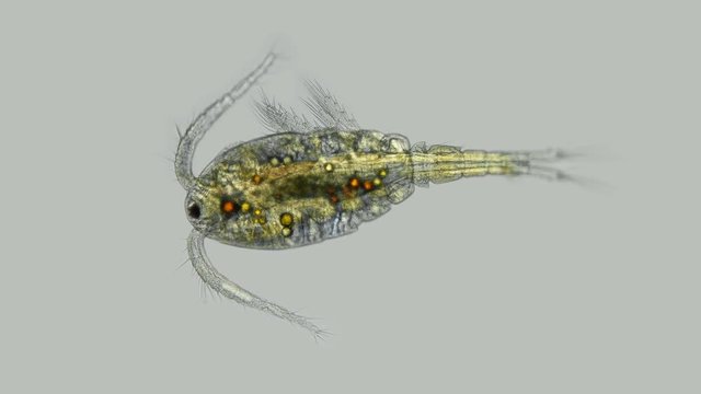 Copepoda under the microscope, the family Cyclopidae, is a predator and feeds on protozoa has one eye, diverse life in color 4K