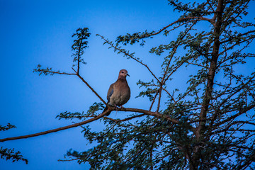 bird on a branch