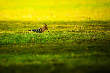 bird in the grass