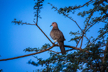 bird on a branch