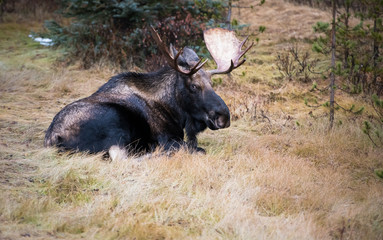 Moose in the wild