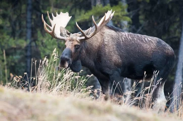 Moose in the wild