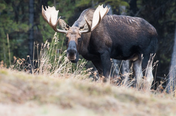 Moose in the wild