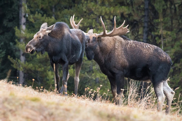 Naklejka na ściany i meble Moose in the wild