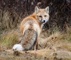 Red fox in the wild
