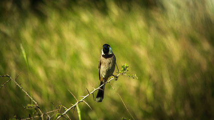bird on a branch