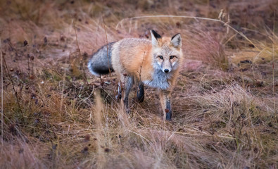 Red fox in the wild