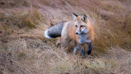 Red fox in the wild