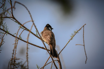 sparrow on branch