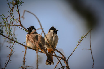 bird on a branch