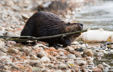 Beaver in the wild