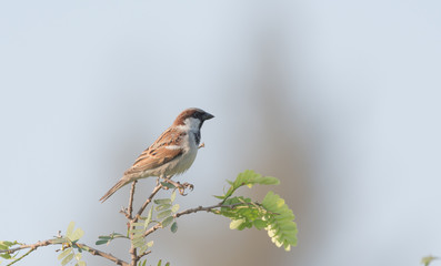 bird on a branch