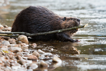 Beaver in the wild