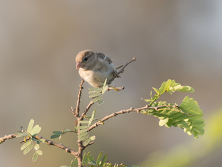 sparrow on branch