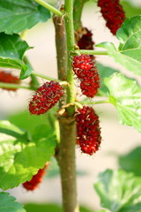 mulberry fruit and mulberry leaf on the branch