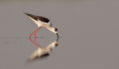 bird in flight