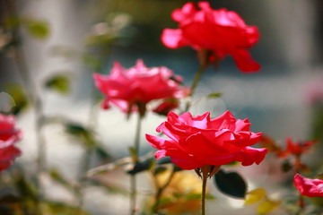 Beautiful rose on trees blooming in the garden