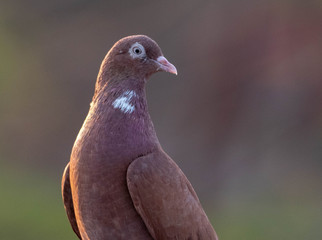 portrait of pigeon