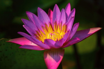 close up beautiful single blooming purple lotus