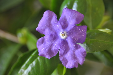 ニオイバンマツリ（匂蕃茉莉）の花