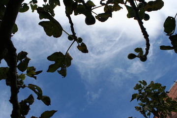 ARBOL NATURALEZA CIELO AZUL 