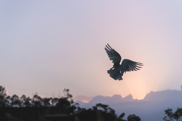 Fototapeta na wymiar a flying backstyle corella bird flying silhouette with sunrise sky in summer early morning Australia beauty in nature