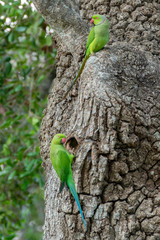 Rose-ringed Parakeets (Psittacula krameri), Yala National Park, Sri Lanka