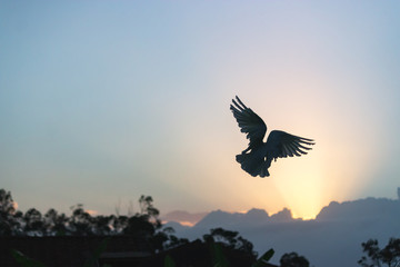 Fototapeta na wymiar a flying corella bird flying silhouette with sunrise sky in summer early morning Australia beauty in nature